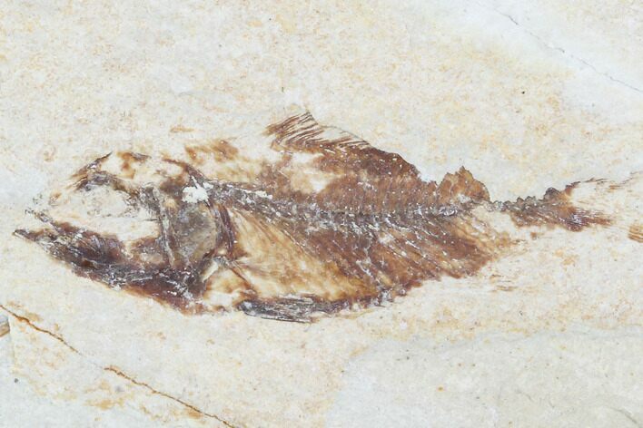 Bargain, Cretaceous Fossil Fish (Armigatus) - Lebanon #102566